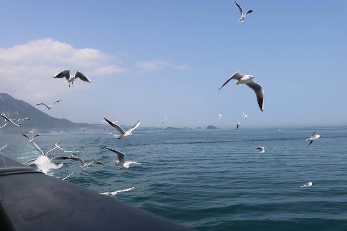 九州自駕預算 賞櫻溫泉之旅行程路線飯店懶人包 - 第18張圖 九州自駕預算 賞櫻溫泉之旅行程路線飯店懶人包