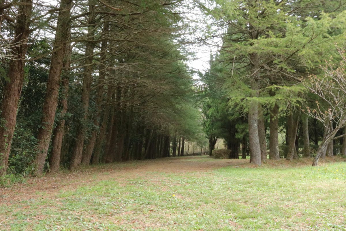 九州自駕預算 賞櫻溫泉之旅行程路線飯店懶人包 - 第23張圖 九州自駕預算 賞櫻溫泉之旅行程路線飯店懶人包