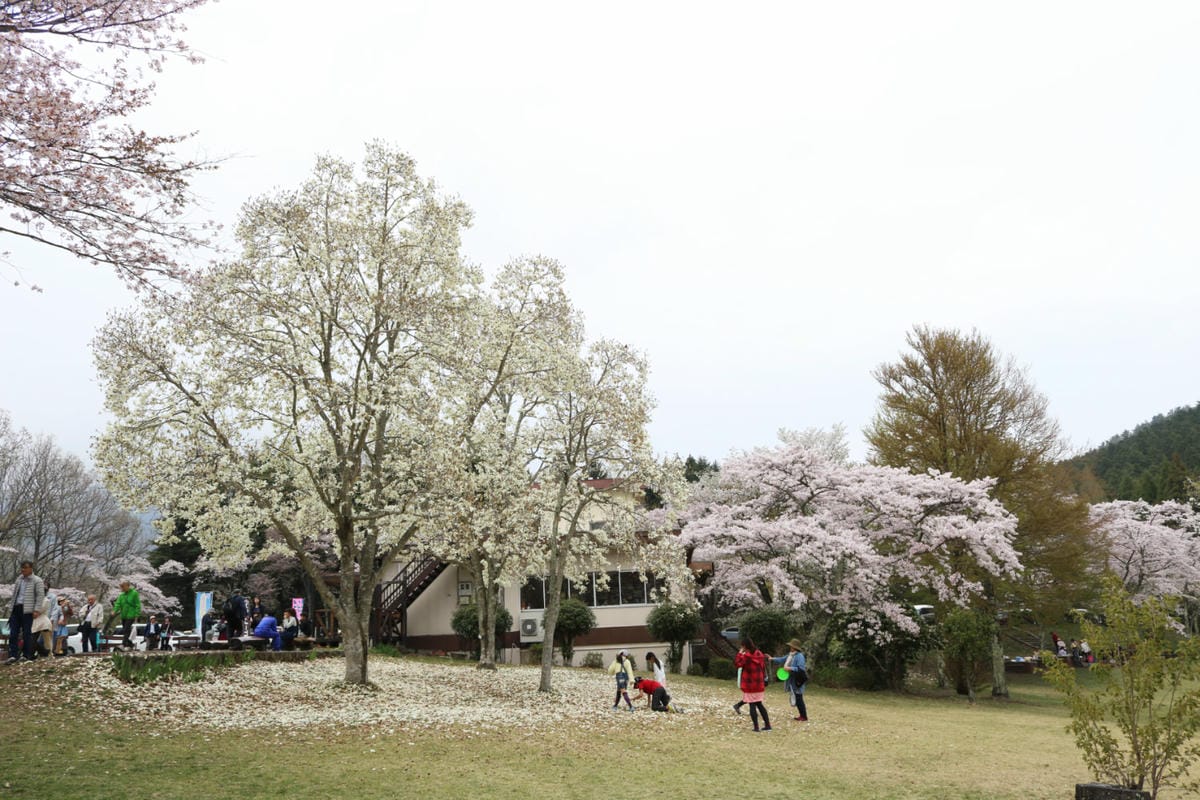 九州自駕預算 賞櫻溫泉之旅行程路線飯店懶人包 - 第24張圖 九州自駕預算 賞櫻溫泉之旅行程路線飯店懶人包