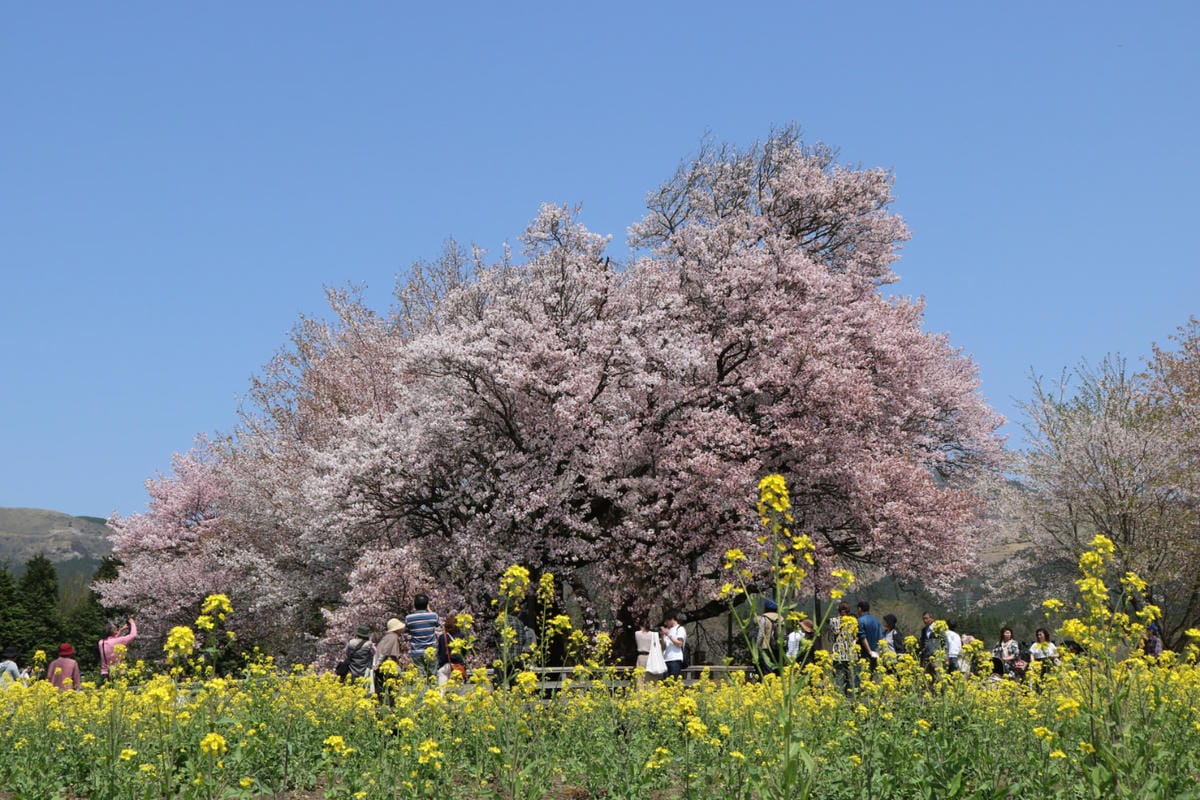 九州自駕預算 賞櫻溫泉之旅行程路線飯店懶人包 - 第19張圖 九州自駕預算 賞櫻溫泉之旅行程路線飯店懶人包