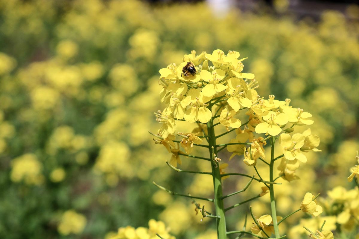 日本WIFI網路分享器網卡推薦 吃飽不降速