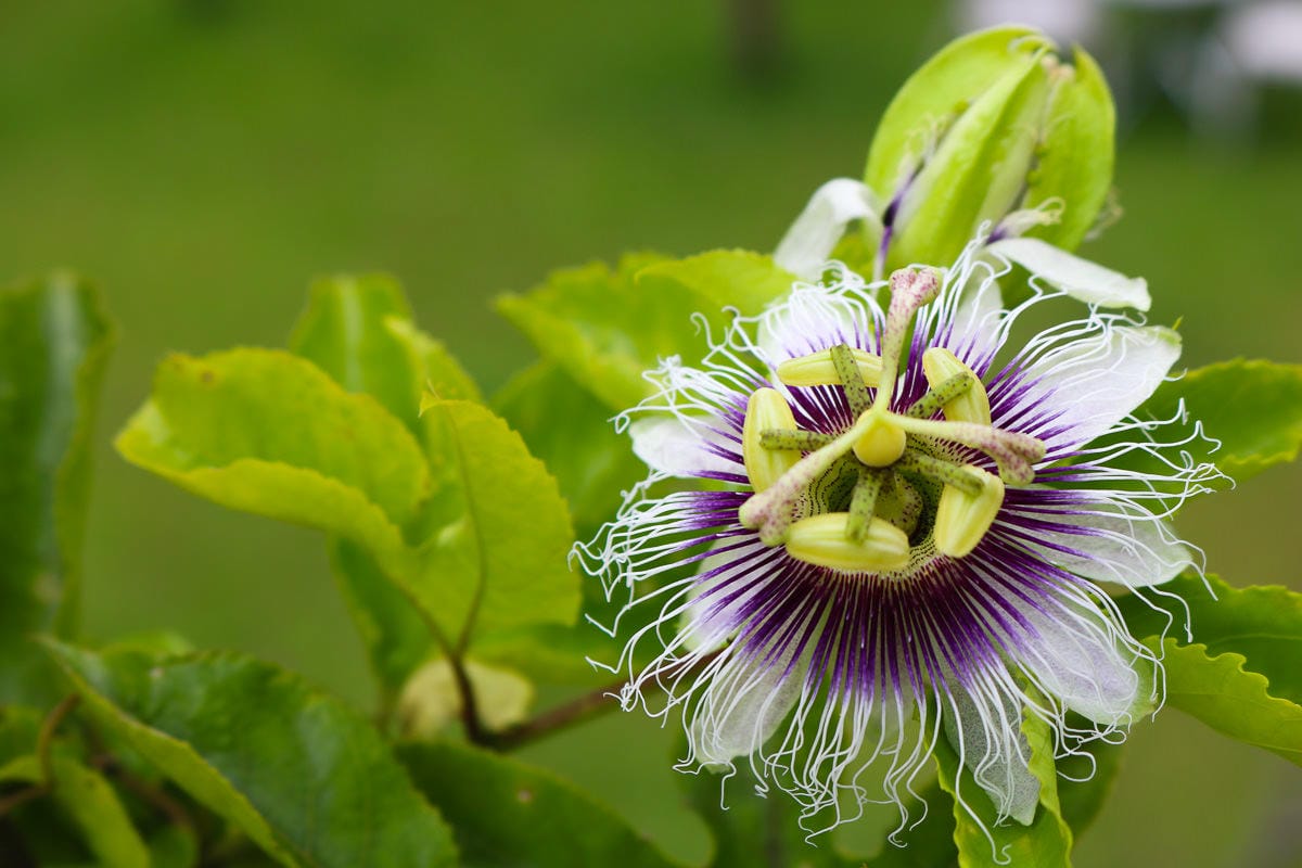 新北馥麗欣咖啡有如遊樂場！世外桃源推薦秘境