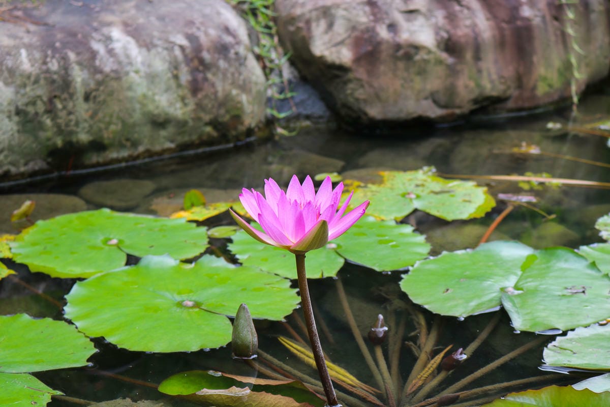 新北馥麗欣咖啡有如遊樂場！世外桃源推薦秘境