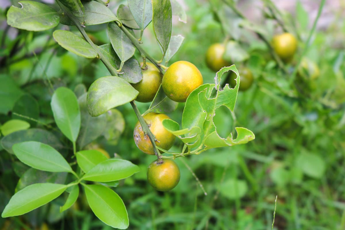 新北馥麗欣咖啡有如遊樂場！世外桃源推薦秘境