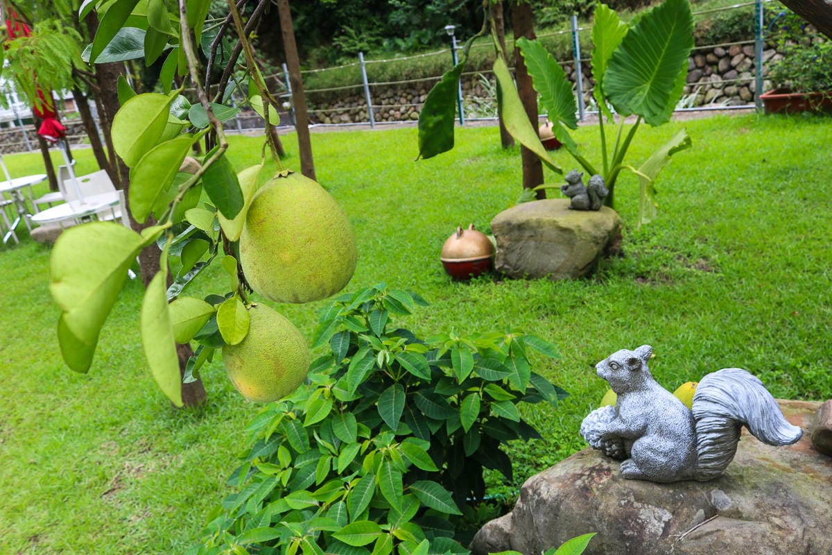 新北馥麗欣咖啡有如遊樂場！世外桃源推薦秘境