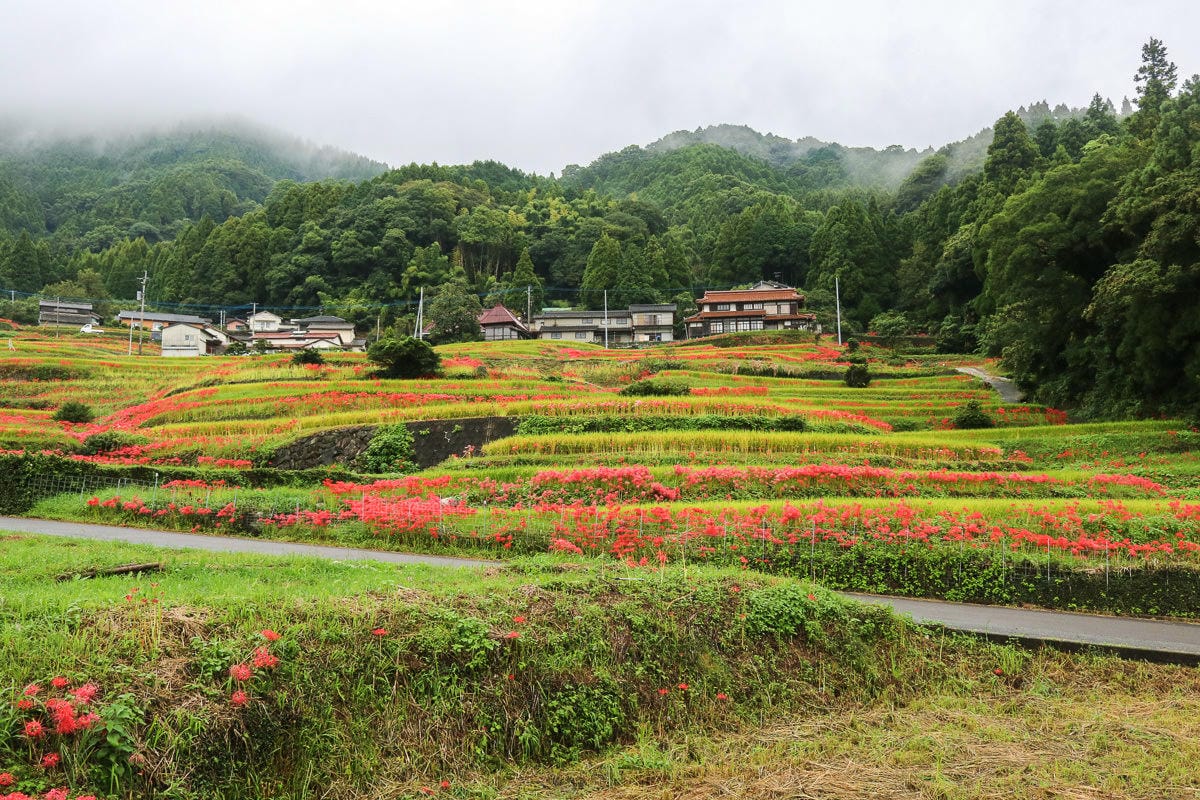 佐賀景點 江里山棚田彼岸花夏秋限定 - 第1張圖 佐賀景點 江里山棚田彼岸花夏秋限定
