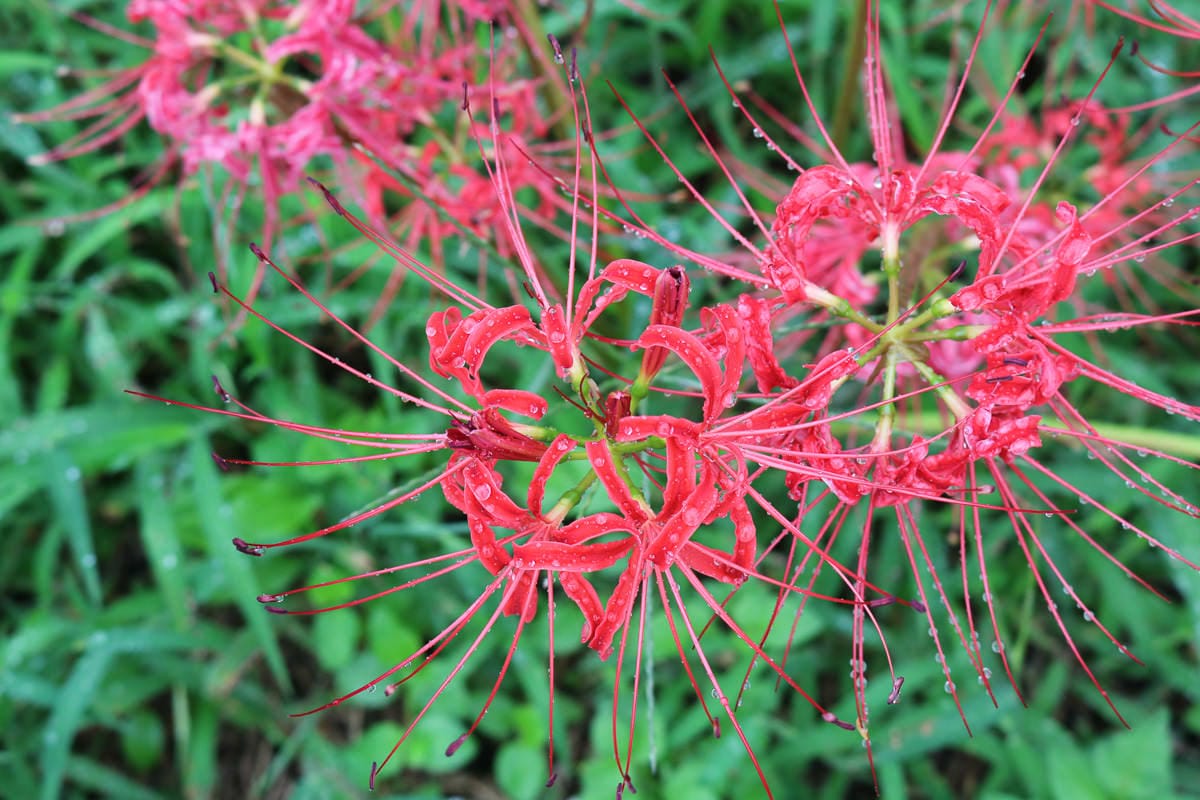 佐賀景點 江里山棚田彼岸花夏秋限定 - 第13張圖 佐賀景點 江里山棚田彼岸花夏秋限定