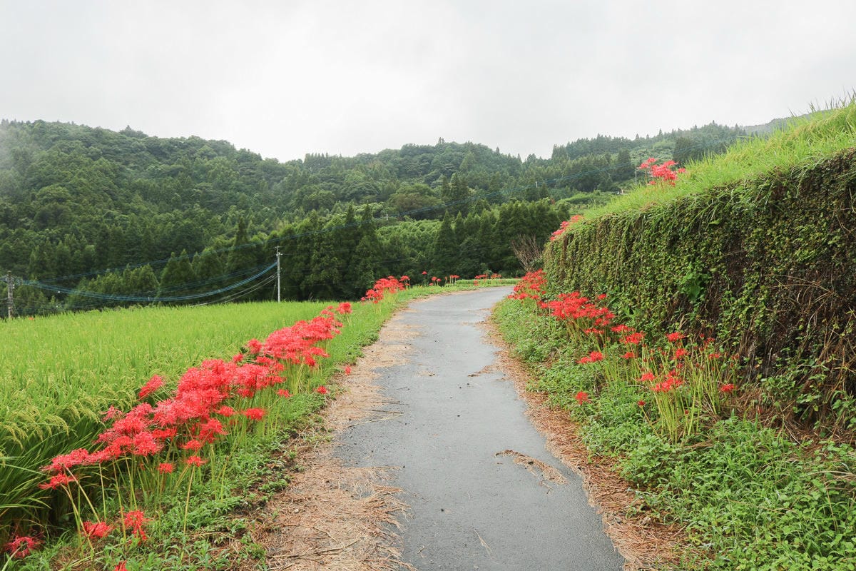 佐賀景點 江里山棚田彼岸花夏秋限定 - 第15張圖 佐賀景點 江里山棚田彼岸花夏秋限定