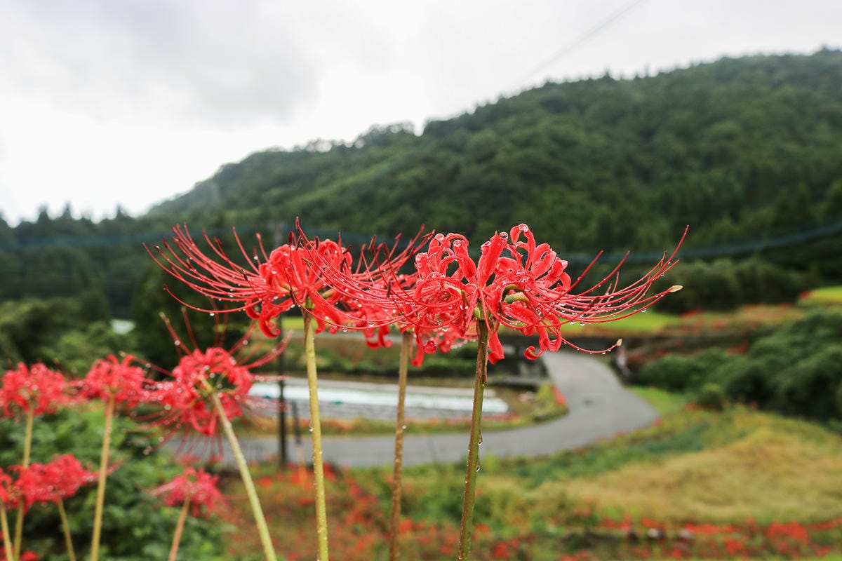 佐賀景點 江里山棚田彼岸花夏秋限定 - 第5張圖 佐賀景點 江里山棚田彼岸花夏秋限定