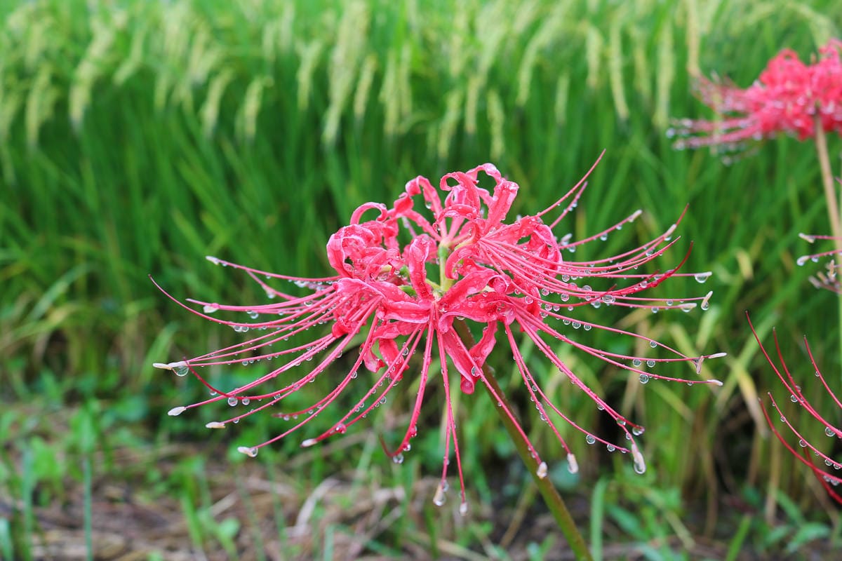 佐賀景點 江里山棚田彼岸花夏秋限定 - 第11張圖 佐賀景點 江里山棚田彼岸花夏秋限定