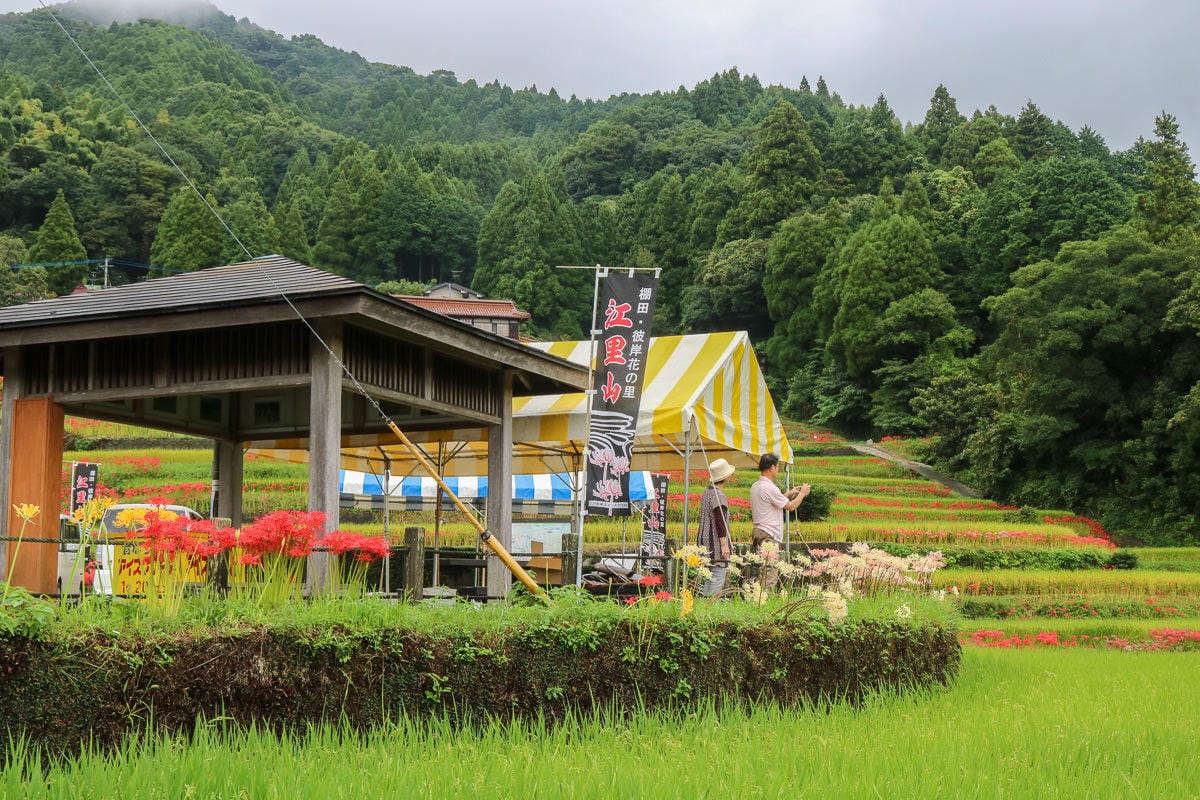 佐賀景點 江里山棚田彼岸花夏秋限定 - 第2張圖 佐賀景點 江里山棚田彼岸花夏秋限定