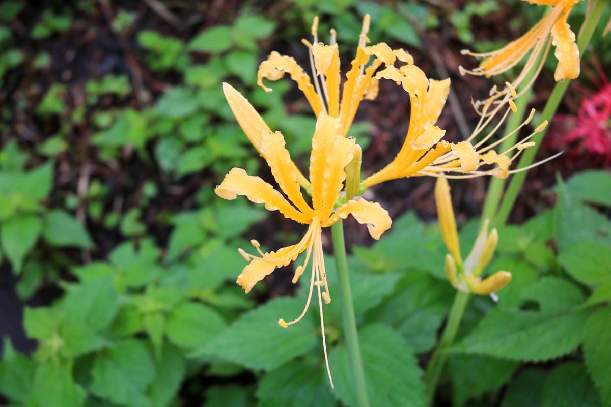 佐賀景點 江里山棚田彼岸花夏秋限定 - 第10張圖 佐賀景點 江里山棚田彼岸花夏秋限定