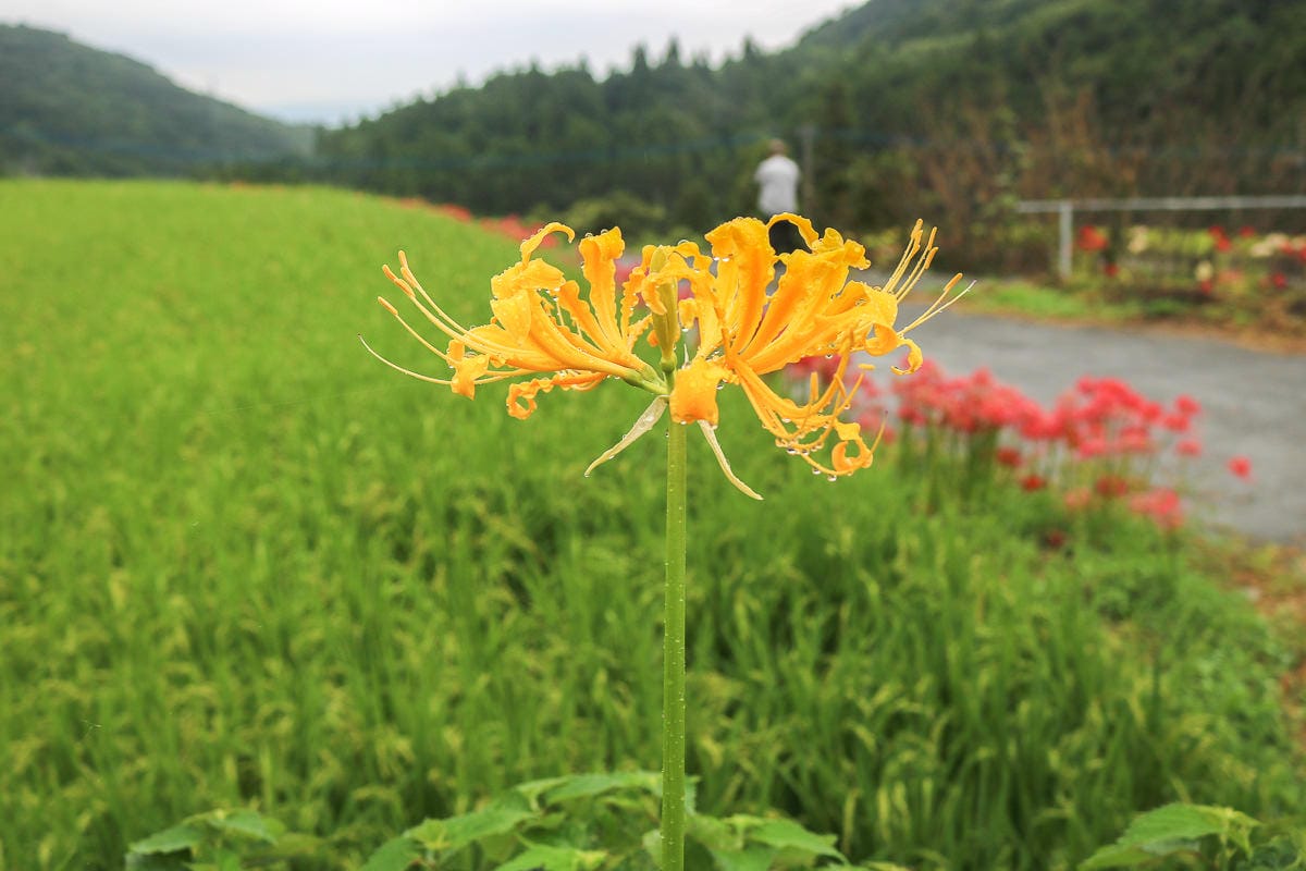 佐賀景點 江里山棚田彼岸花夏秋限定 - 第9張圖 佐賀景點 江里山棚田彼岸花夏秋限定