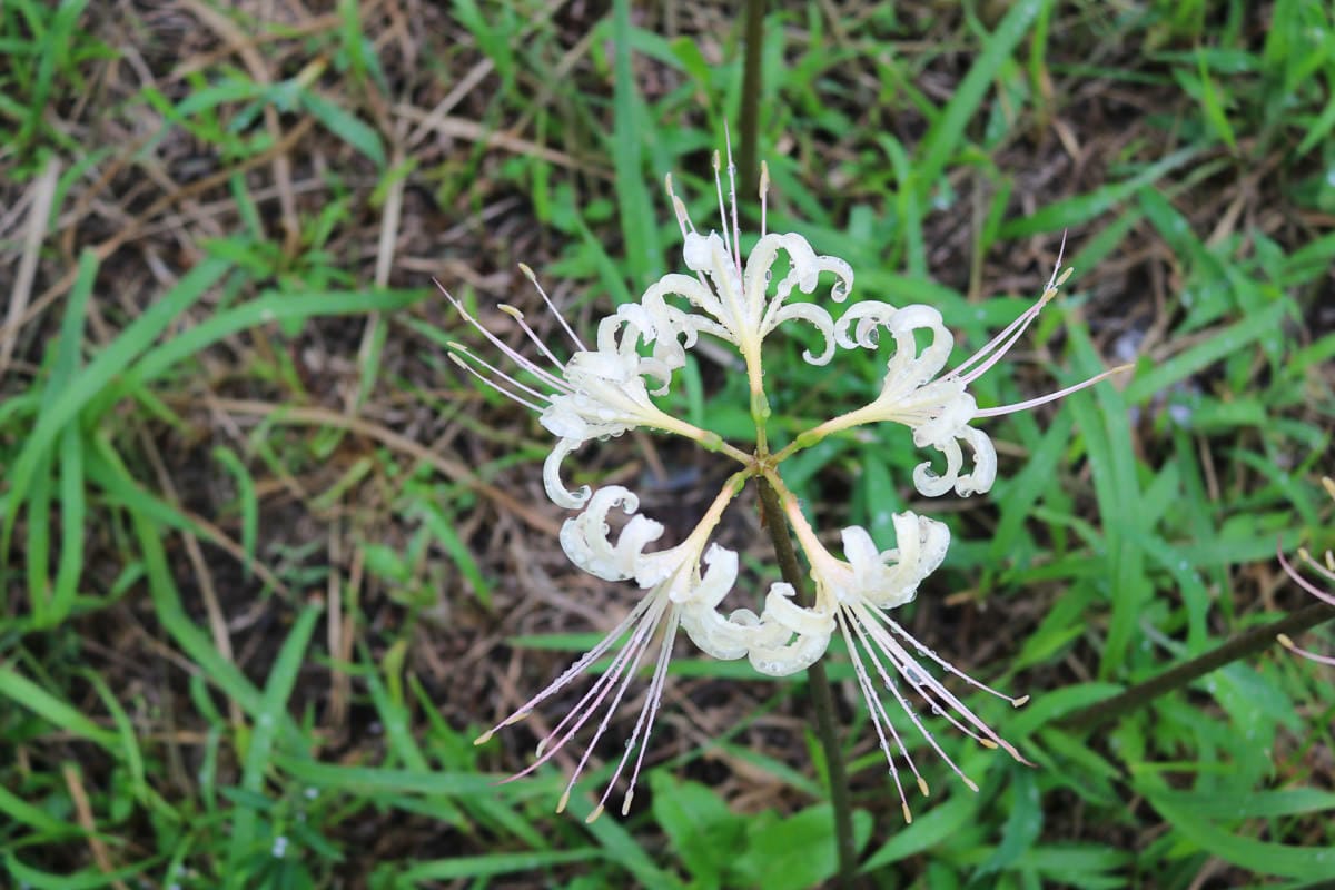 佐賀景點 江里山棚田彼岸花夏秋限定 - 第8張圖 佐賀景點 江里山棚田彼岸花夏秋限定