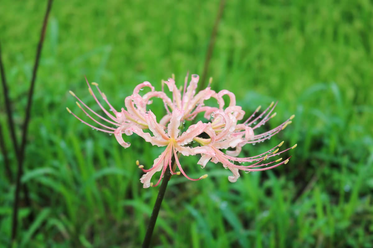 佐賀景點 江里山棚田彼岸花夏秋限定 - 第7張圖 佐賀景點 江里山棚田彼岸花夏秋限定