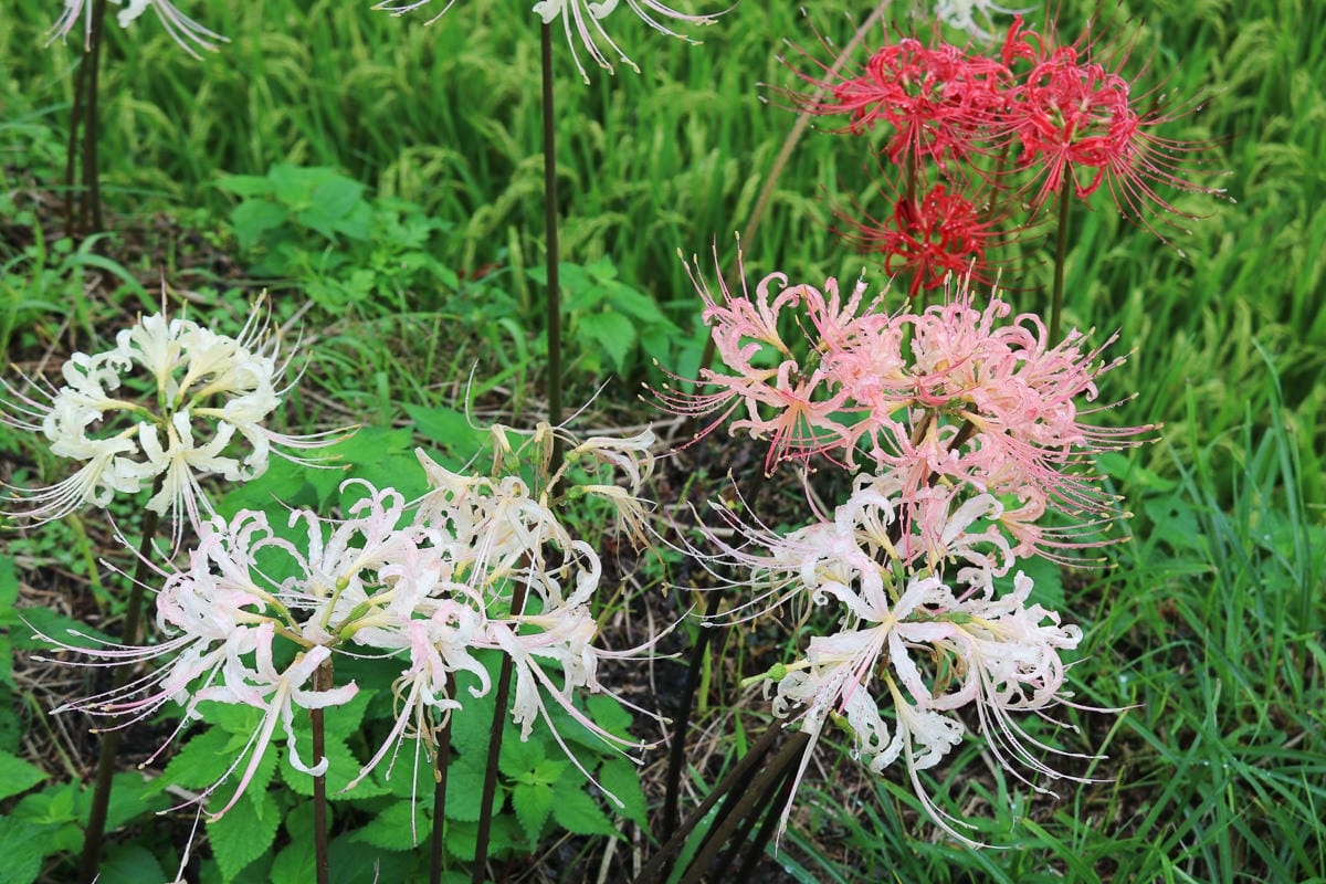 佐賀景點 江里山棚田彼岸花夏秋限定 - 第6張圖 佐賀景點 江里山棚田彼岸花夏秋限定