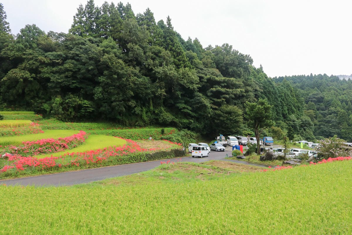 佐賀景點 江里山棚田彼岸花夏秋限定 - 第4張圖 佐賀景點 江里山棚田彼岸花夏秋限定