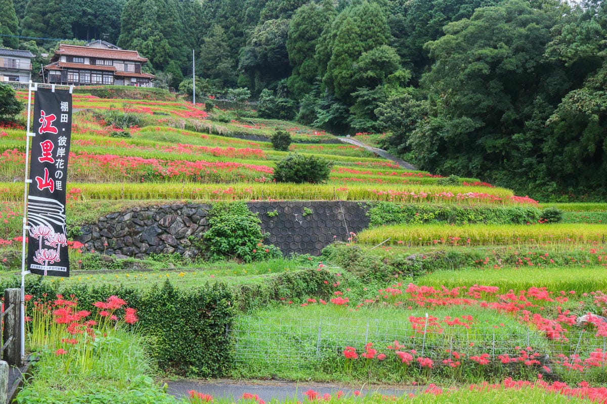 佐賀景點 江里山棚田彼岸花夏秋限定 - 第3張圖 佐賀景點 江里山棚田彼岸花夏秋限定