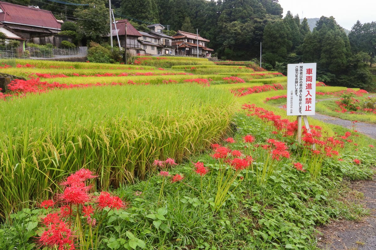 佐賀景點 江里山棚田彼岸花夏秋限定 - 第14張圖 佐賀景點 江里山棚田彼岸花夏秋限定