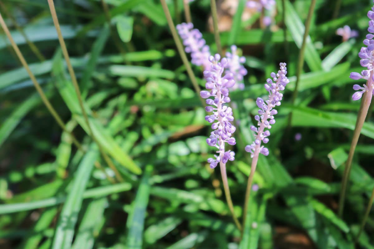 御船山樂園 九州武雄溫泉 Teamlab 限定燈光秀四季都美 - 第8張圖 御船山樂園 九州武雄溫泉 Teamlab 限定燈光秀四季都美