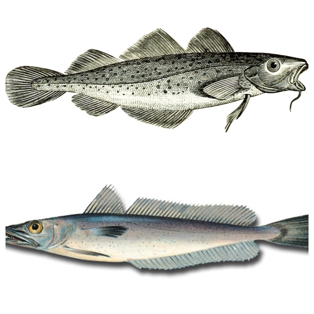 西班牙鱈魚分不清楚?鰻魚苗是真的嗎?居然有假小魚! - 第4張圖 西班牙鱈魚分不清楚?鰻魚苗是真的嗎?居然有假小魚!