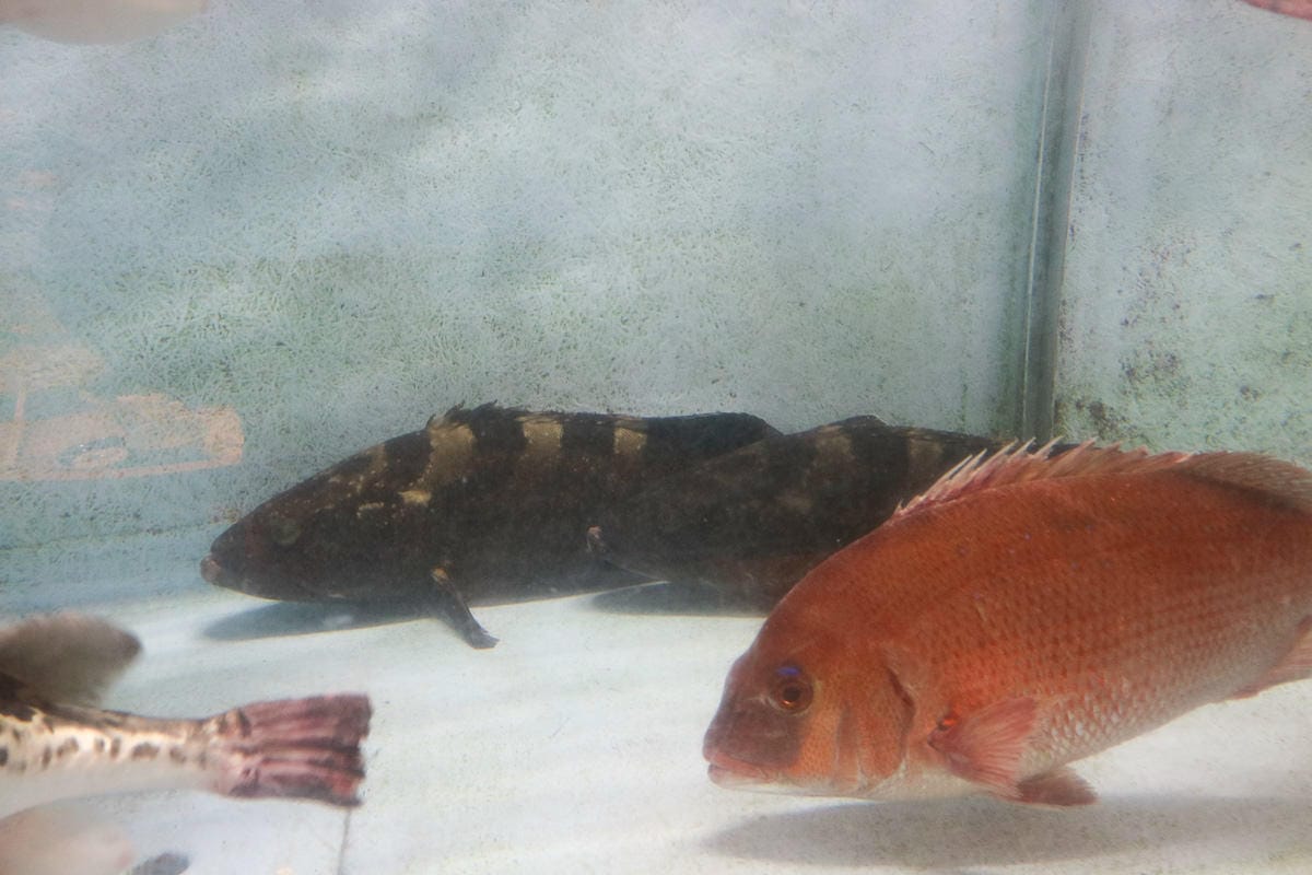 九州佐賀溫泉旅館いろは島 在地人推薦國民宿舍一泊二食最聰明