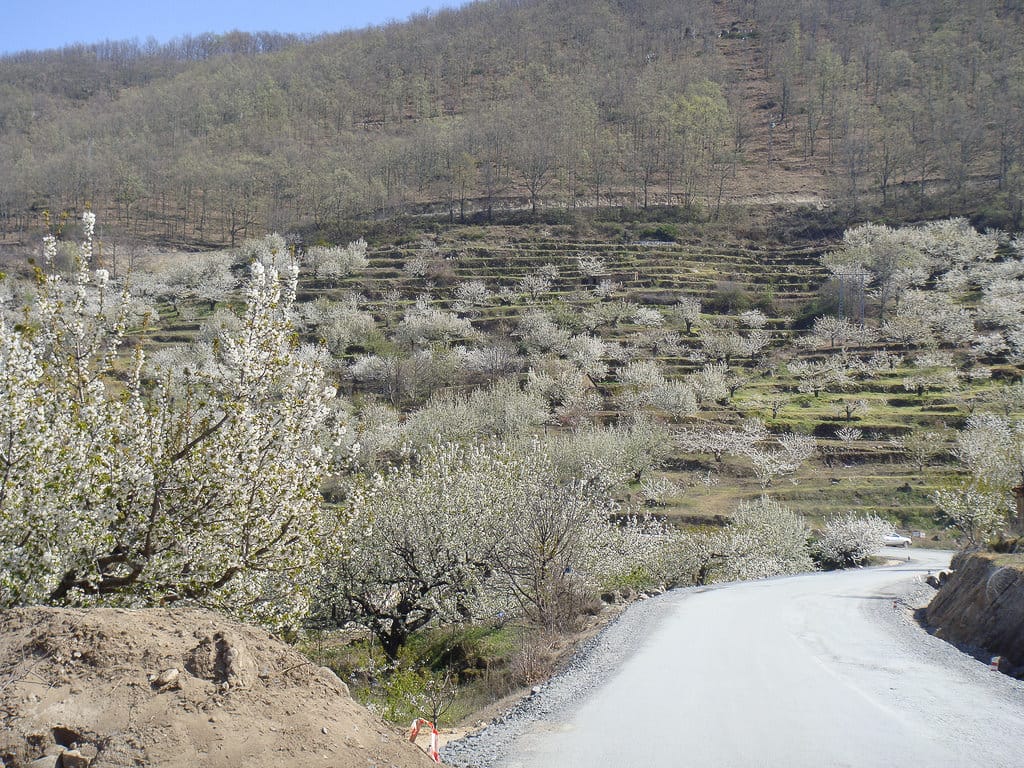西班牙馬德里近郊三月賞櫻秘境卡塞雷斯,赫爾特山谷 Jerte Valley - 第4張圖 西班牙馬德里近郊三月賞櫻秘境卡塞雷斯,赫爾特山谷 Jerte Valley