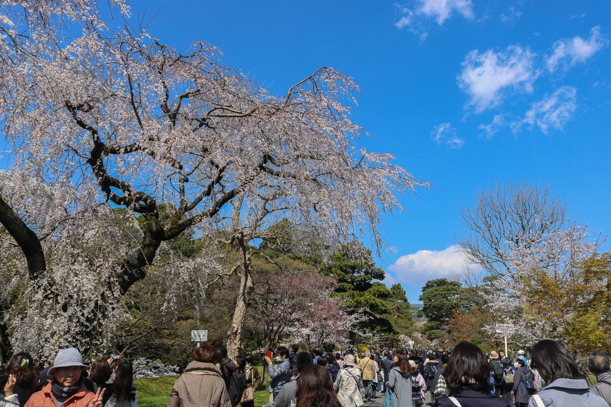 東京賞櫻地點日本皇居值得去嗎？紅葉季呢？預約與限定開放常見問答