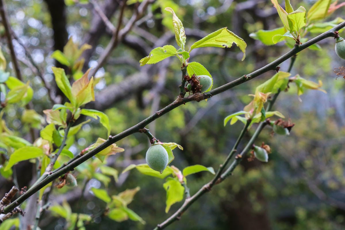 東京賞櫻地點日本皇居值得去嗎？紅葉季呢？預約與限定開放常見問答