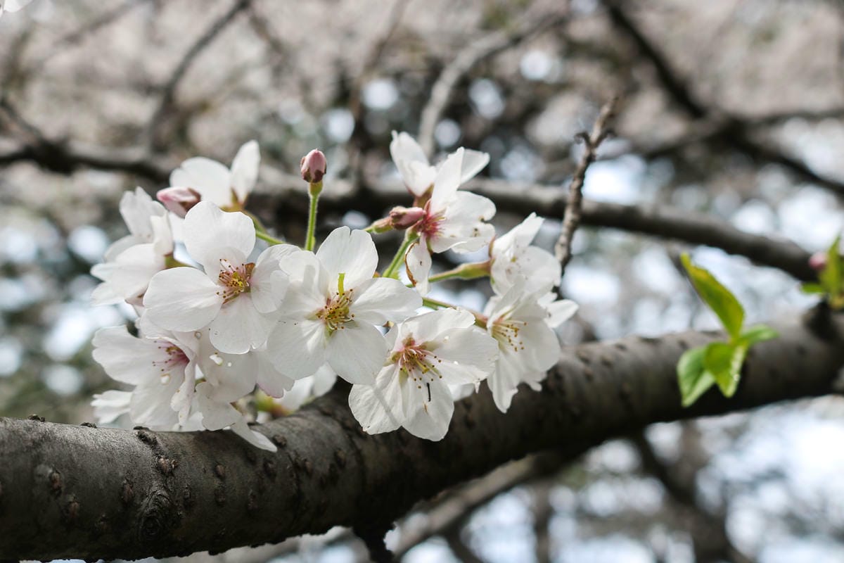 東京賞櫻地點日本皇居值得去嗎？紅葉季呢？預約與限定開放常見問答