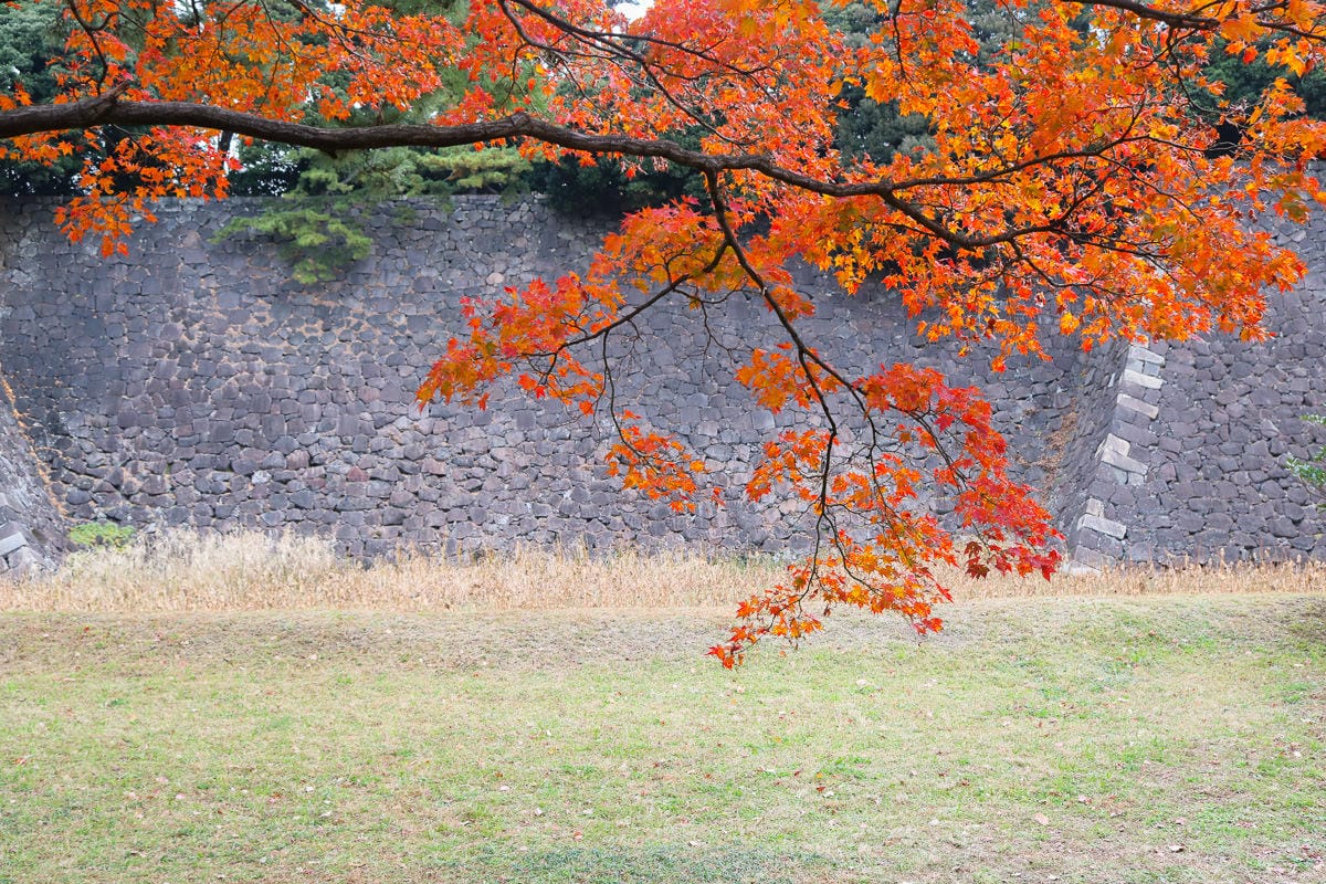 東京賞櫻地點日本皇居值得去嗎？紅葉季呢？預約與限定開放常見問答