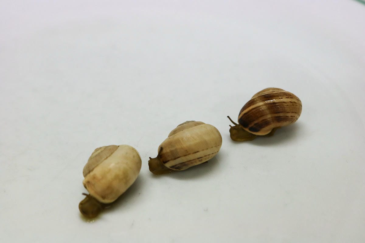 巴塞隆納美食El Cruce。蝸牛湯招牌,高CP氣氛好的Tapas! - 第20張圖 巴塞隆納美食El Cruce。蝸牛湯招牌,高CP氣氛好的Tapas!