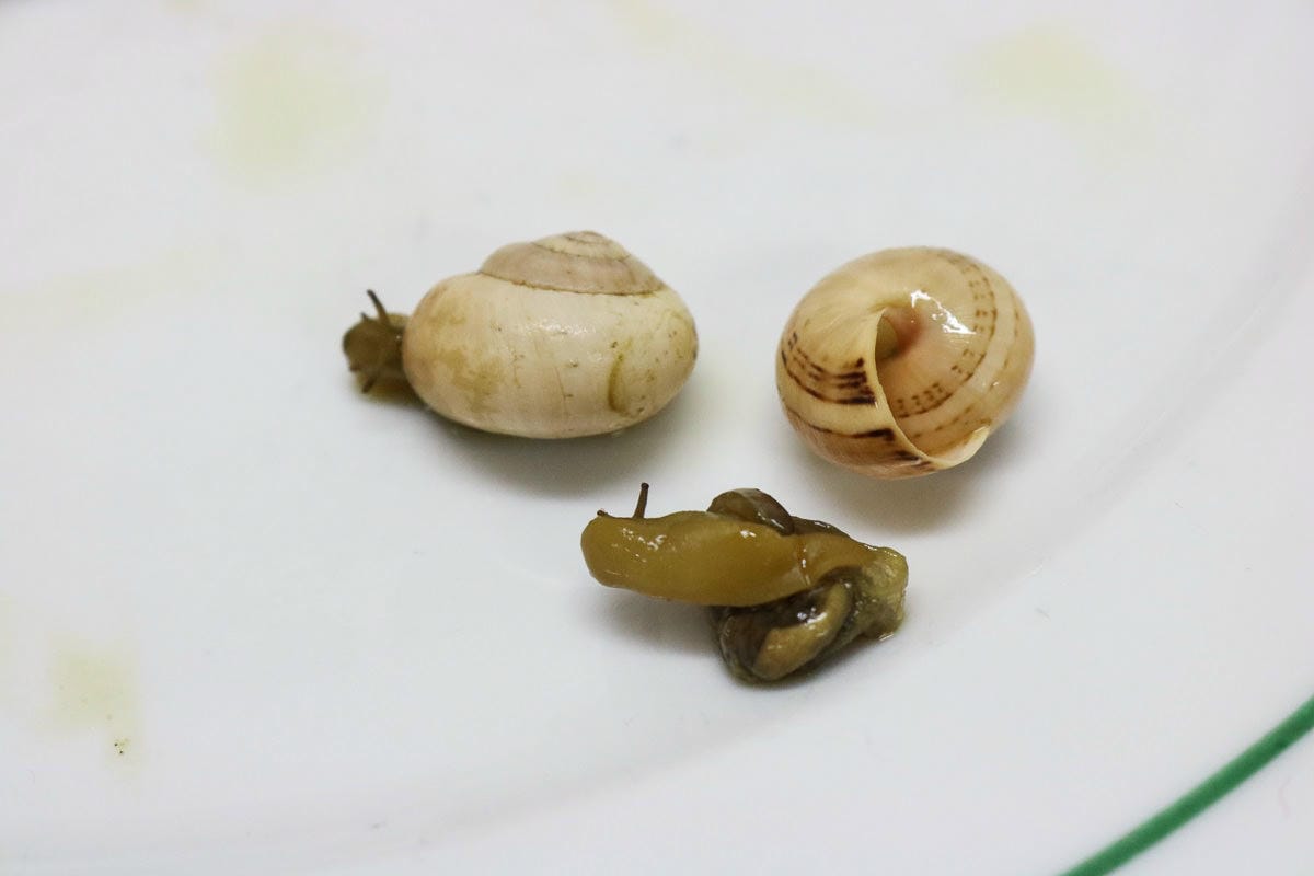 巴塞隆納美食El Cruce。蝸牛湯招牌,高CP氣氛好的Tapas! - 第16張圖 巴塞隆納美食El Cruce。蝸牛湯招牌,高CP氣氛好的Tapas!