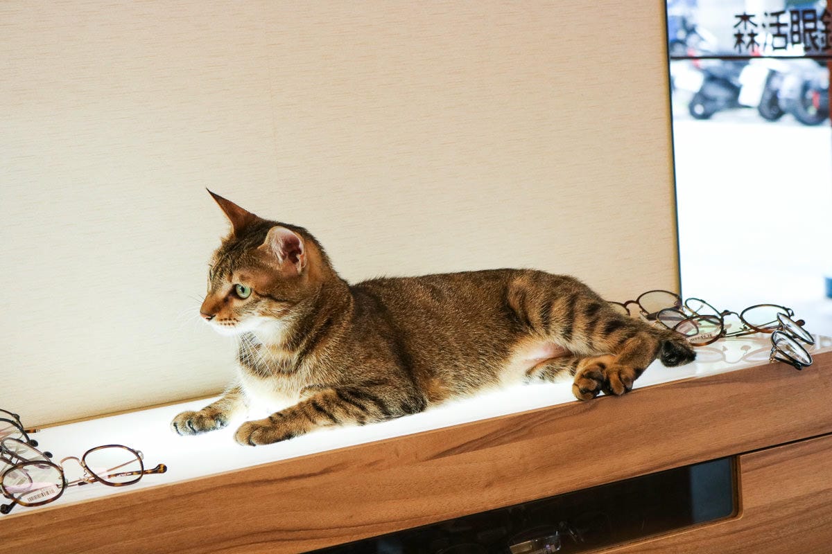 東湖森活眼鏡3D掃描眼鏡BRAGi，配眼鏡不再無趣