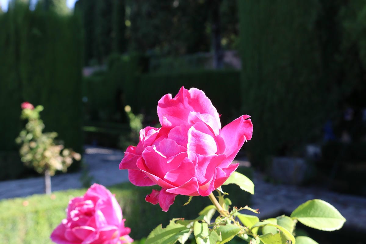 格拉納達阿蘭布拉宮西班牙最美的阿拉伯城市附推薦瞭望台拍大片 - 第12張圖 格拉納達阿蘭布拉宮西班牙最美的阿拉伯城市附推薦瞭望台拍大片