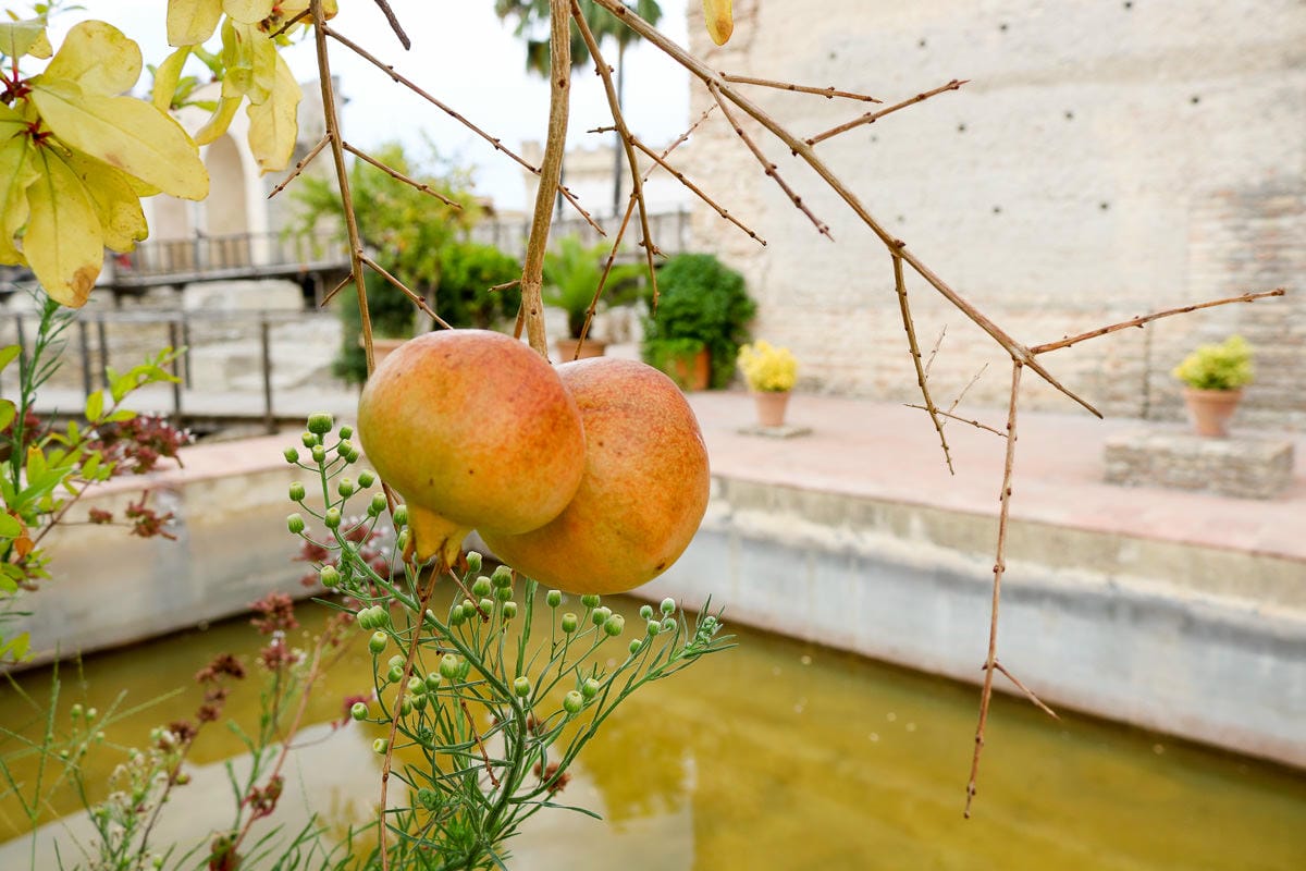 西班牙赫雷斯自助|雪莉酒故鄉景點交通住宿旅遊路線 - 第9張圖 西班牙赫雷斯自助|雪莉酒故鄉景點交通住宿旅遊路線