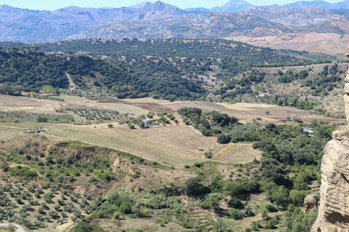 西班牙橄欖油！好吃好用的萬能伴手禮要選特級初榨橄欖油(附選油步驟