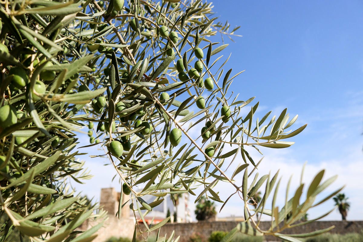 橄欖樹西班牙
