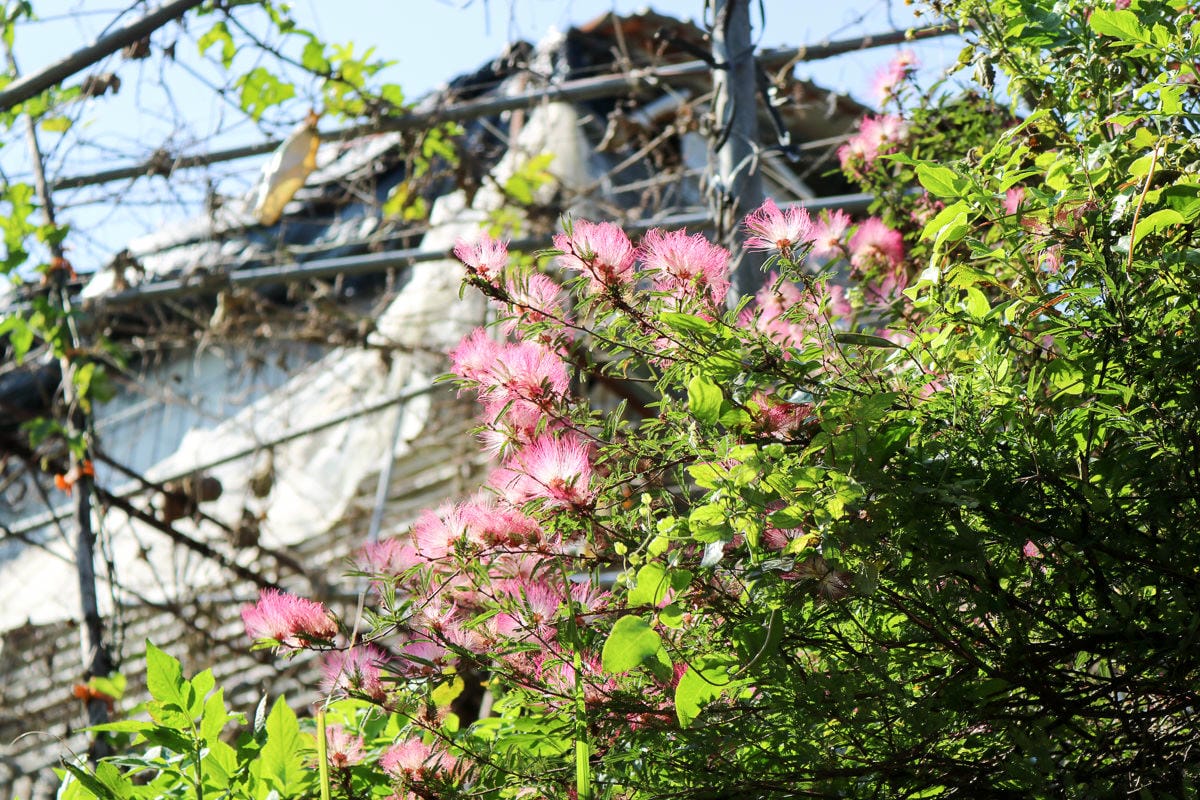 內湖碧山巖往龍船岩步道！有龍脈經過的台北三大懸崖之一圓覺瀑布更驚悚