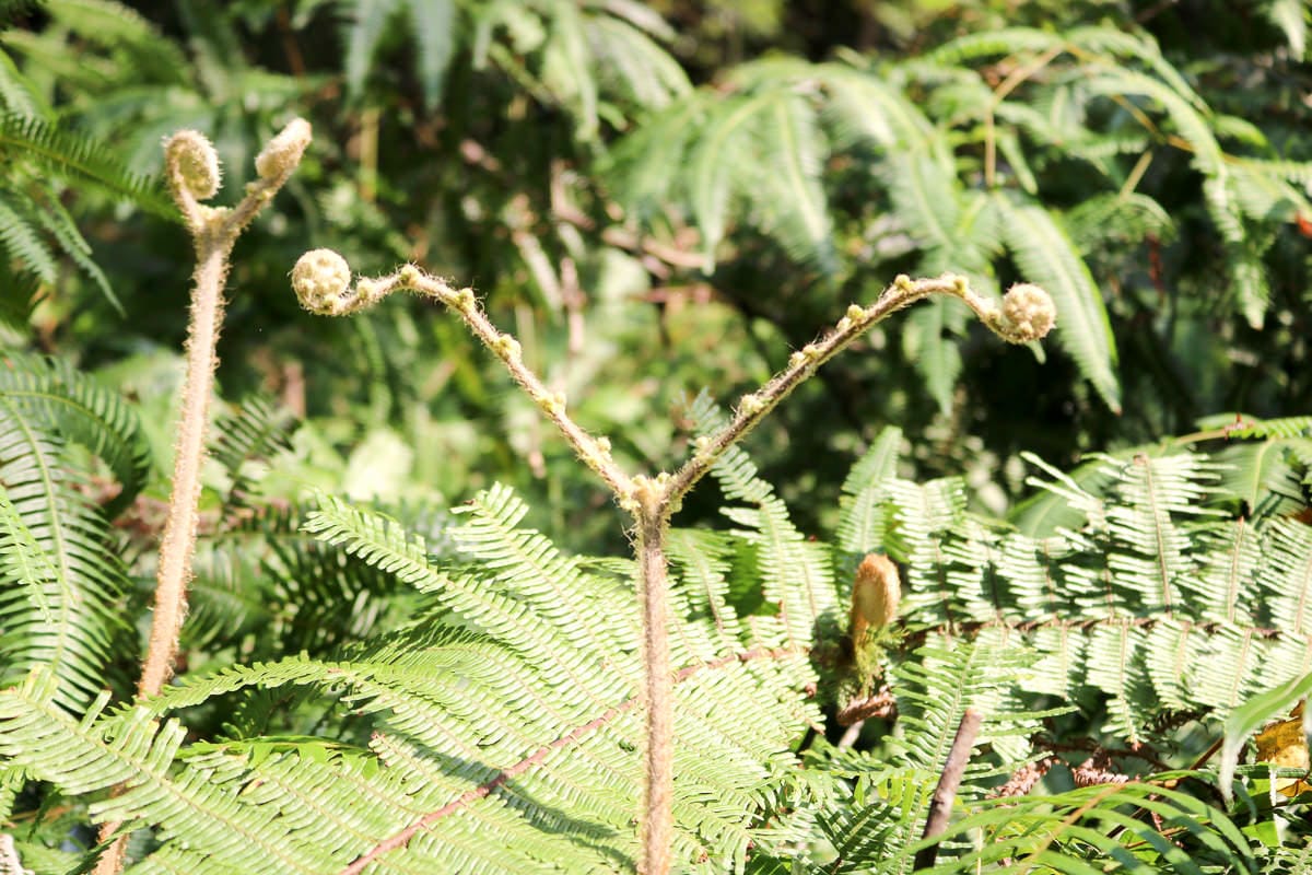 內湖碧山巖往龍船岩步道！有龍脈經過的台北三大懸崖之一圓覺瀑布更驚悚
