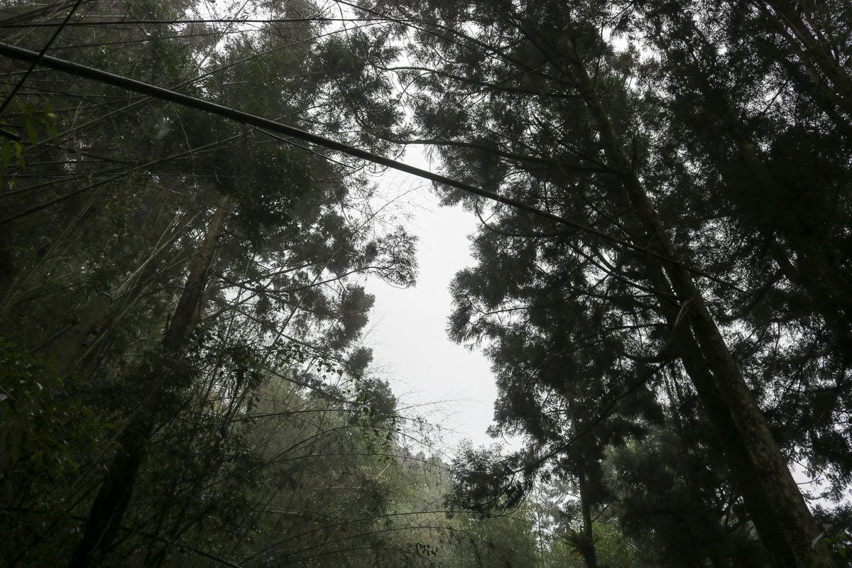 嘉義奮起湖輕旅行放空三天兩夜路線，靠近阿里山一大步