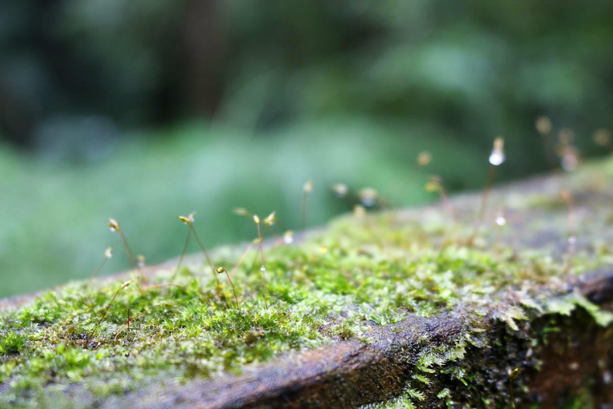 嘉義奮起湖輕旅行放空三天兩夜路線，靠近阿里山一大步