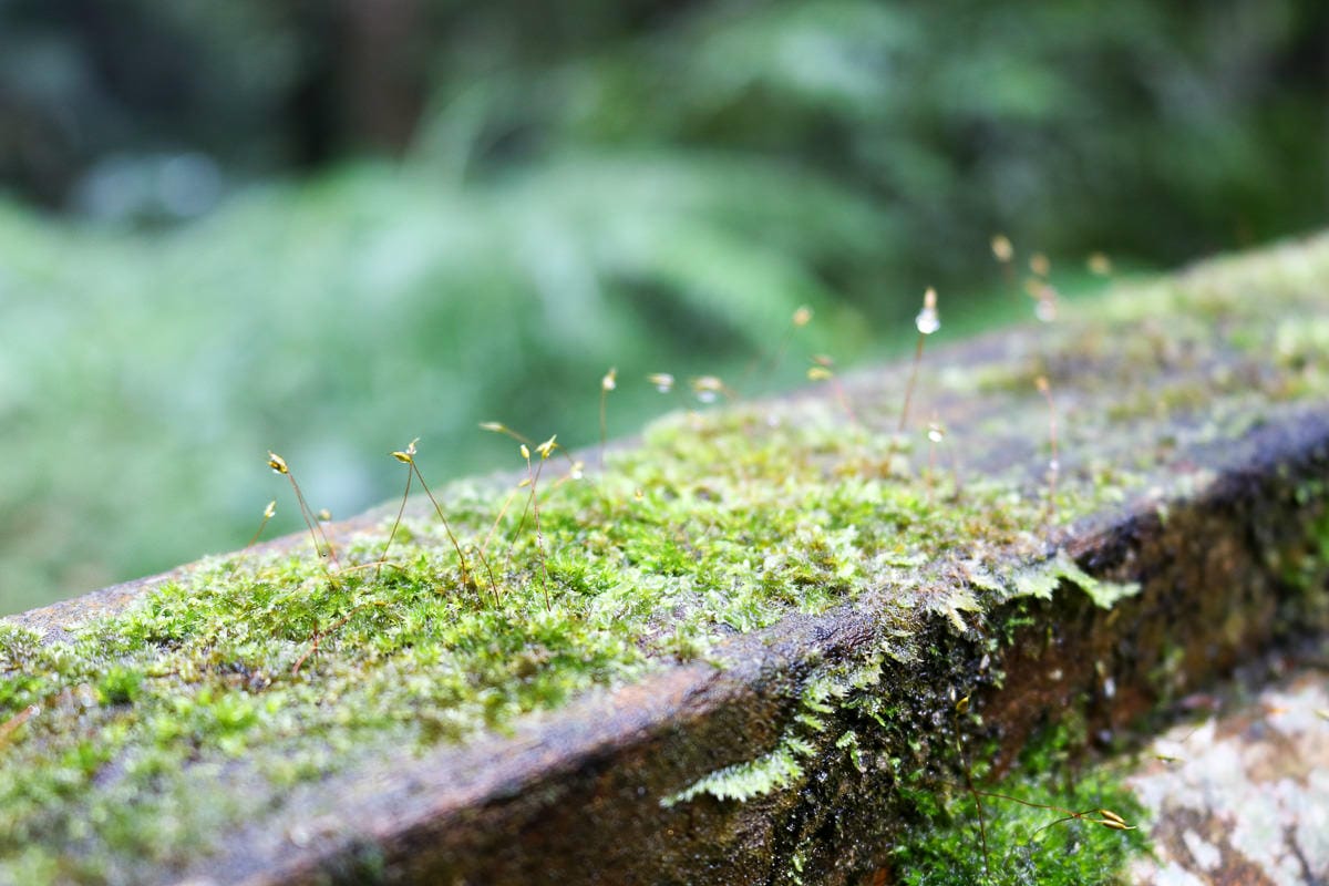 嘉義奮起湖輕旅行放空三天兩夜路線，靠近阿里山一大步