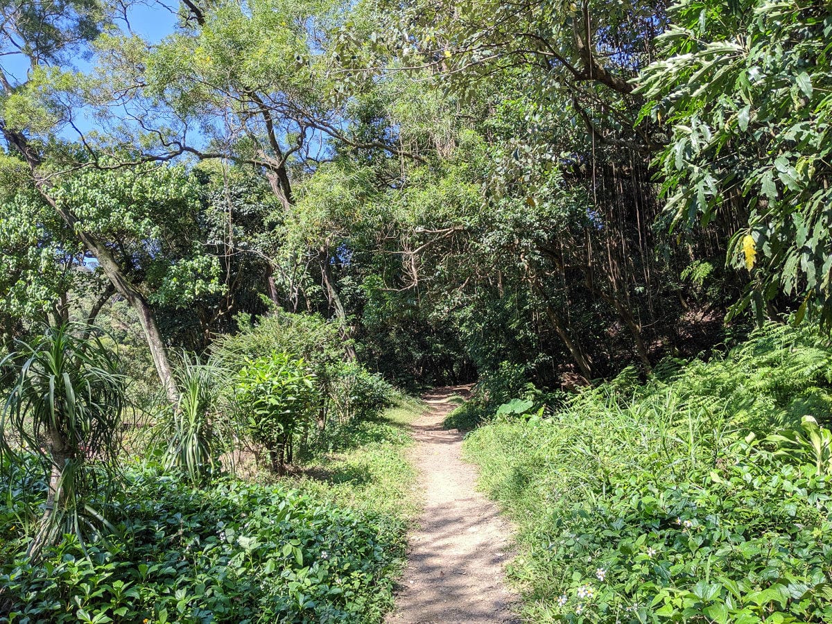內湖剪刀石 大金面山稜線縱走步道手腳並用華麗登場