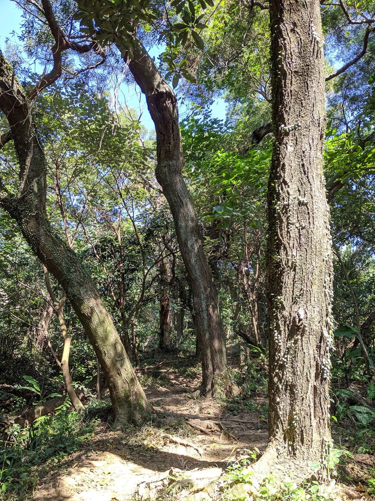 內湖剪刀石 大金面山稜線縱走步道手腳並用華麗登場