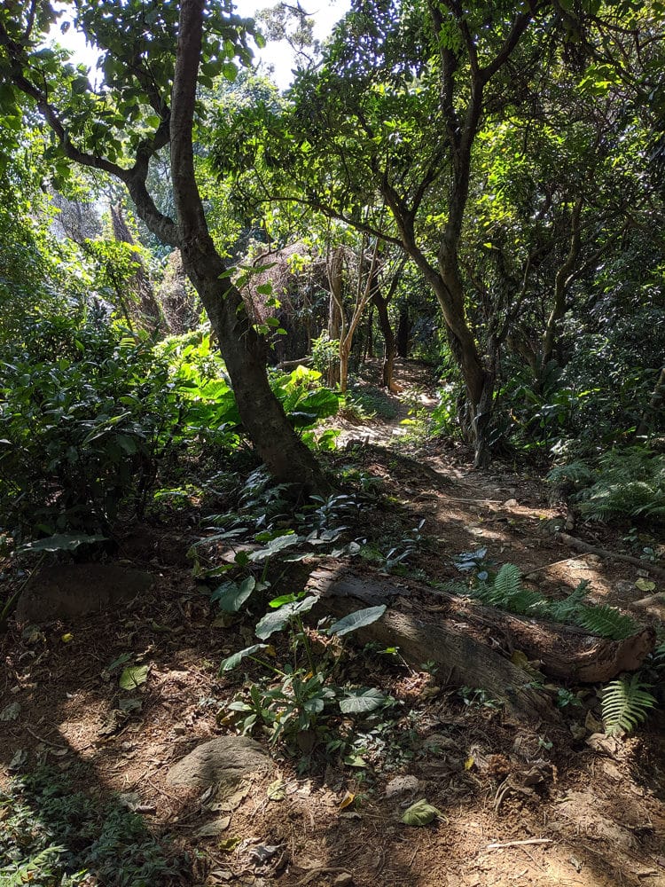 內湖剪刀石 大金面山稜線縱走步道手腳並用華麗登場
