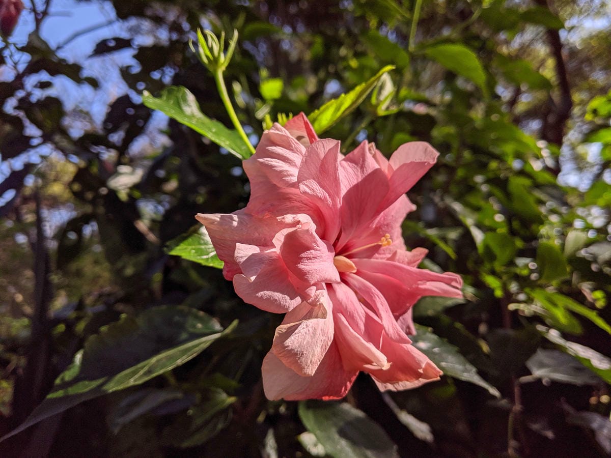 內湖剪刀石 大金面山稜線縱走步道手腳並用華麗登場