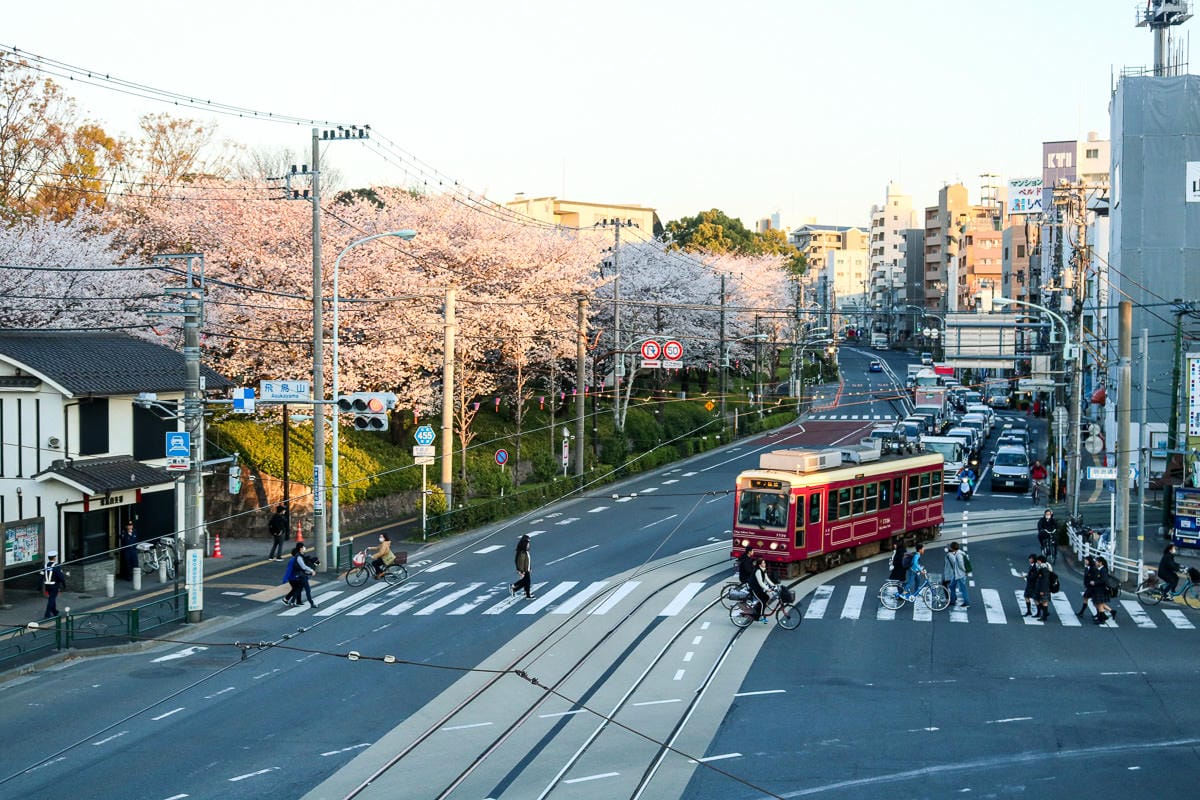 東京賞櫻景點 王子飛鳥山公園避開人潮追櫻好地方順便吃黑松銅鑼燒