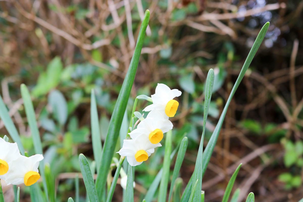 東京出發！千葉房總半島自駕四天三夜路線海鮮是冬天重點