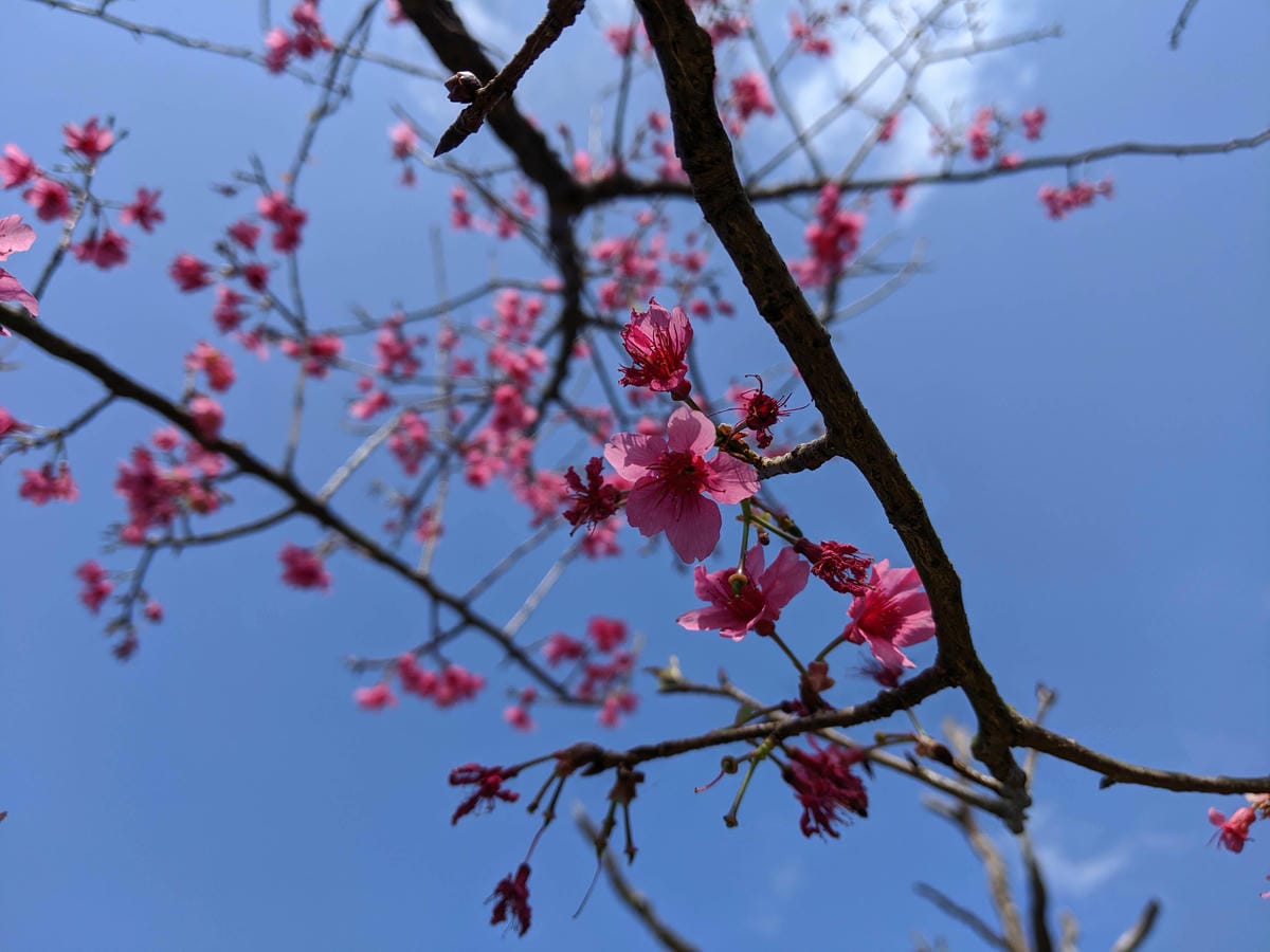 內湖東湖樂活公園櫻花
